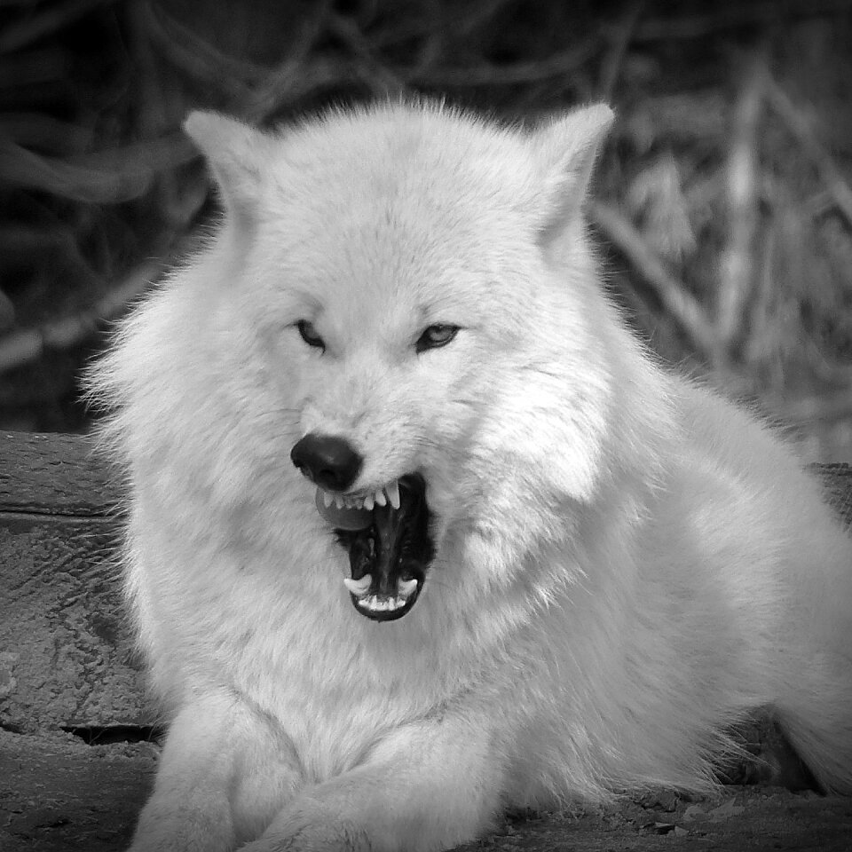 Predator animal portrait teeth