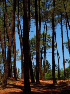 Forest pine family tree trunks photo