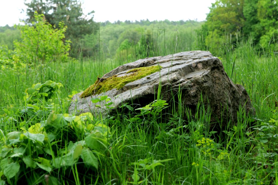 NSG Brüsenwalde 2021-05-29 52