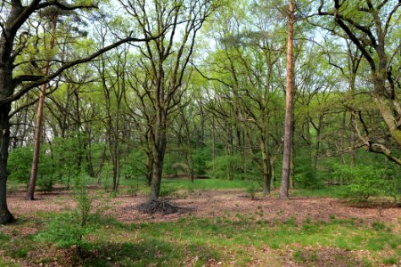 NSG Großmachnower Weinberg 2021-05-11 51