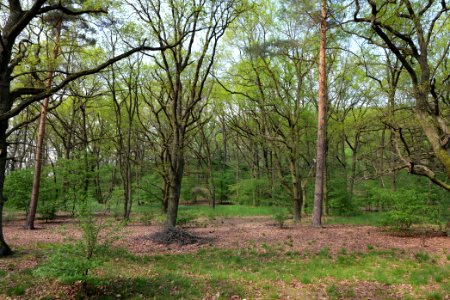 NSG Großmachnower Weinberg 2021-05-11 50