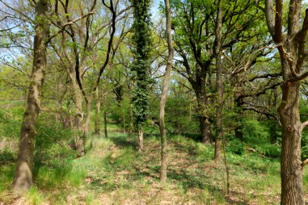 NSG Großmachnower Weinberg 2021-05-11 41