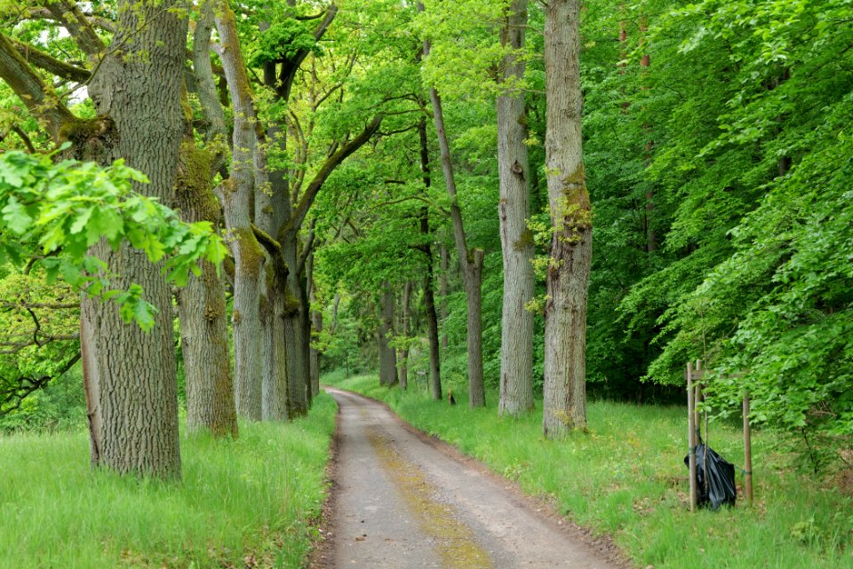 NSG Brüsenwalde 2021-05-29 42