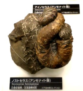 Nostoceras hetonaiense - National Museum of Nature and Science, Tokyo - DSC06975