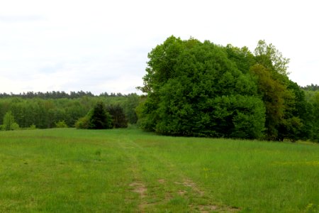 NSG Brüsenwalde 2021-05-29 36