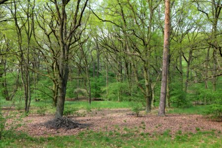 NSG Großmachnower Weinberg 2021-05-11 53
