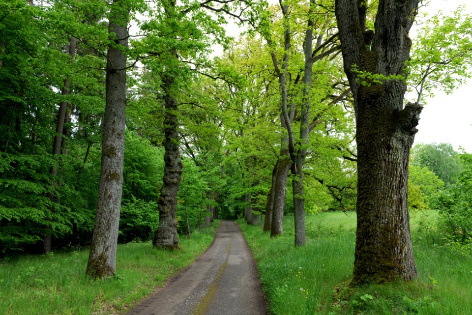NSG Brüsenwalde 2021-05-29 47