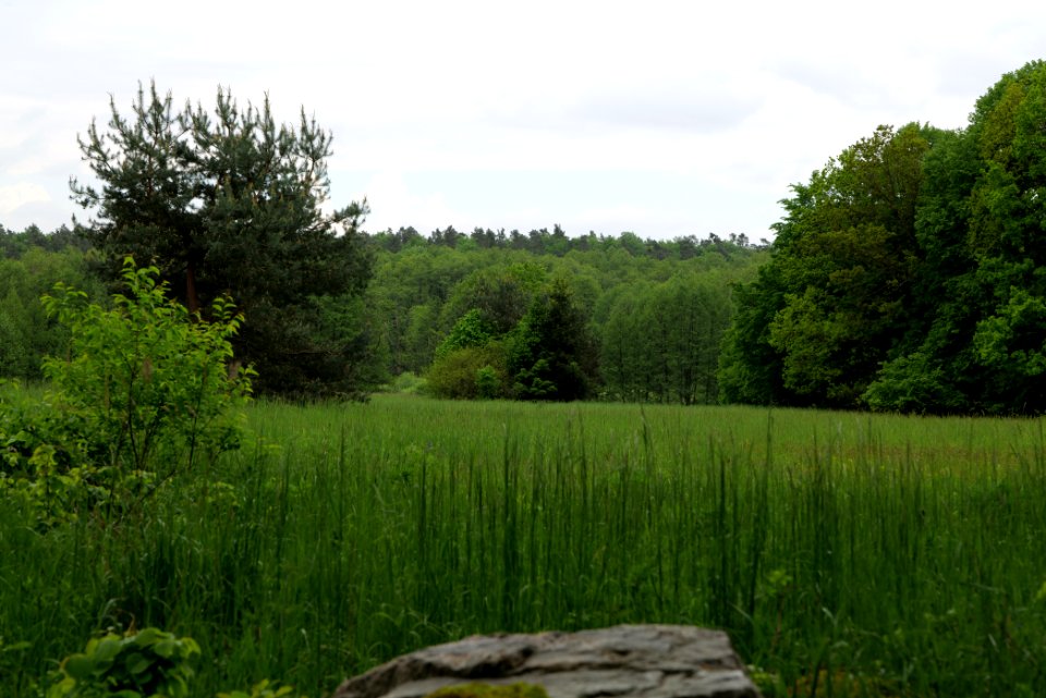 NSG Brüsenwalde 2021-05-29 48