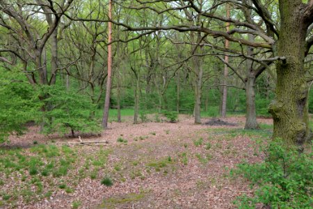 NSG Großmachnower Weinberg 2021-05-11 45