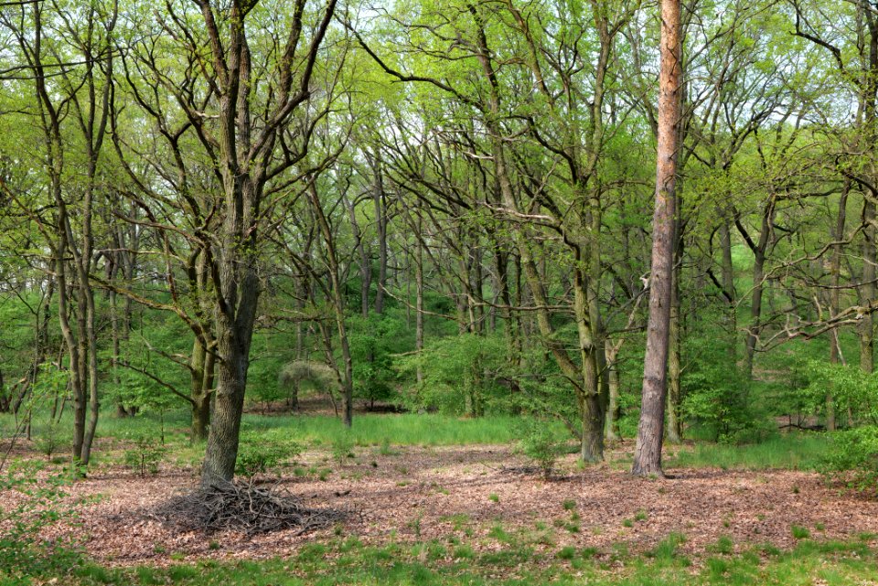 NSG Großmachnower Weinberg 2021-05-11 52
