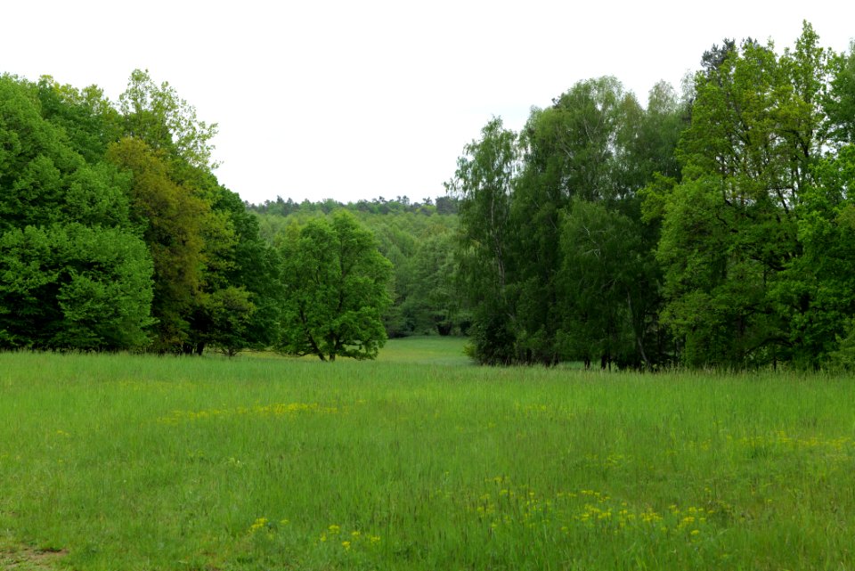 NSG Brüsenwalde 2021-05-29 39