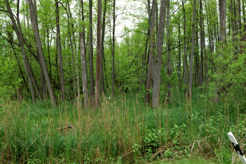 NSG Küstrinchen 2021-05-29 03