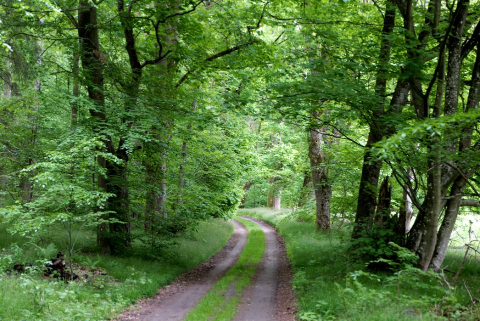 NSG Brüsenwalde 2021-05-29 69