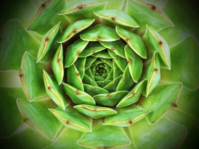 Succulent plant garden photo