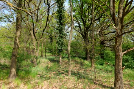 NSG Großmachnower Weinberg 2021-05-11 43