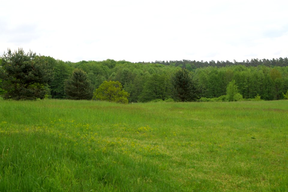 NSG Brüsenwalde 2021-05-29 32