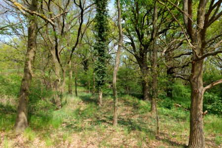 NSG Großmachnower Weinberg 2021-05-11 44