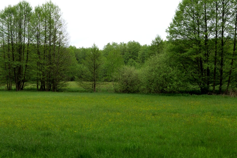 NSG Brüsenwalde 2021-05-29 24