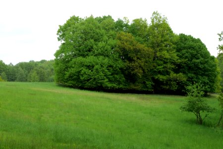 NSG Brüsenwalde 2021-05-29 29