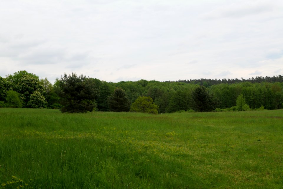 NSG Brüsenwalde 2021-05-29 34