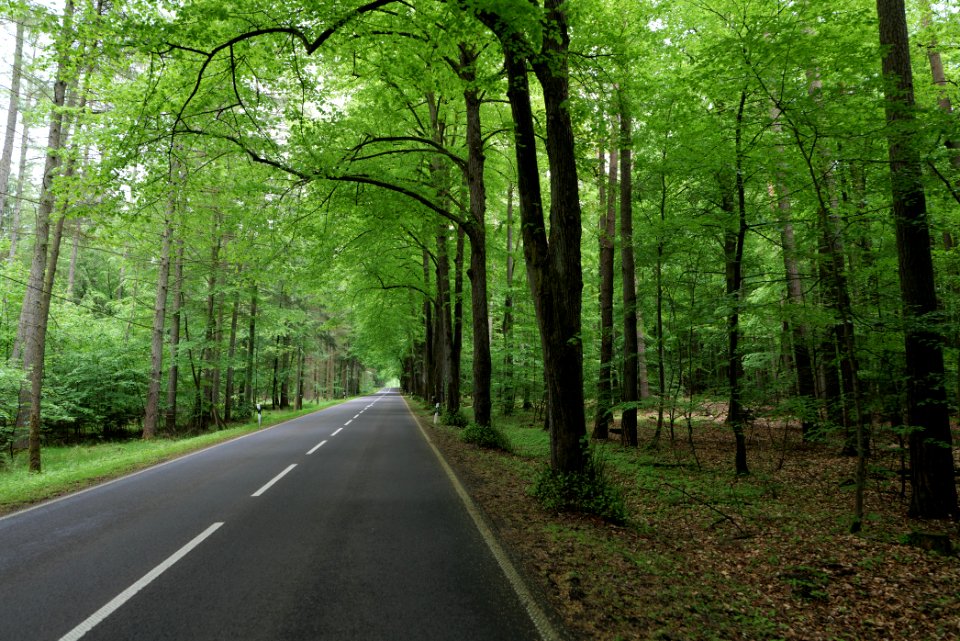 NSG Brüsenwalde 2021-05-29 110