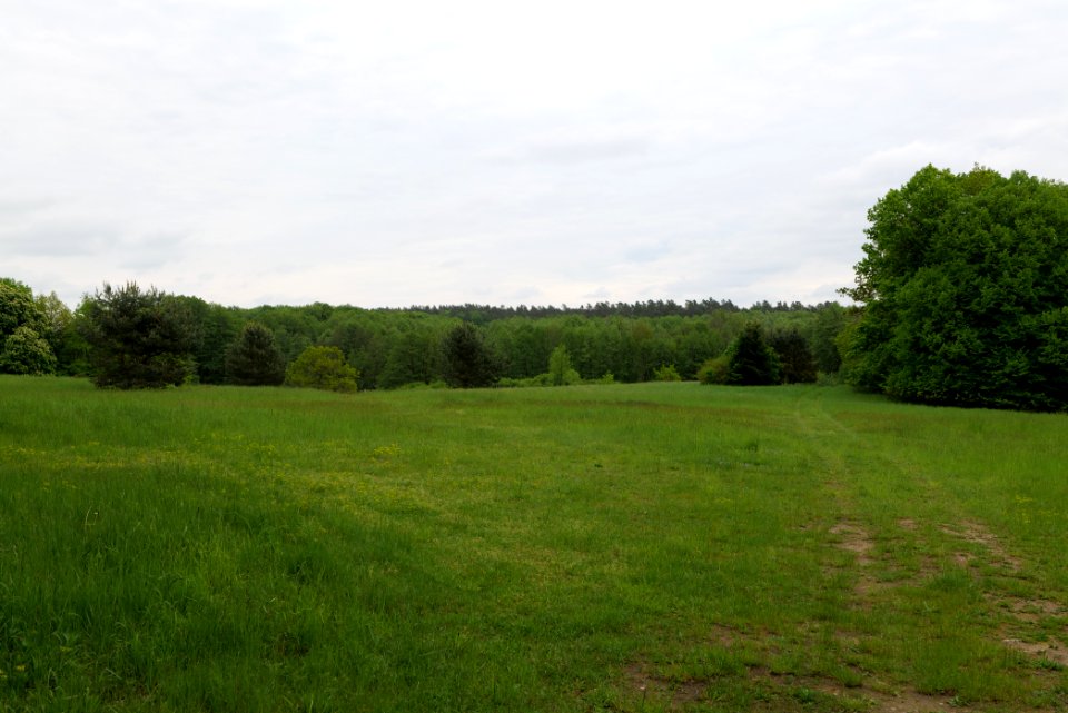 NSG Brüsenwalde 2021-05-29 41