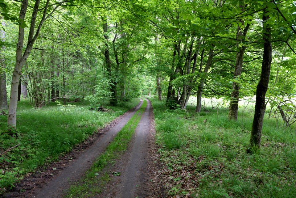 NSG Brüsenwalde 2021-05-29 68
