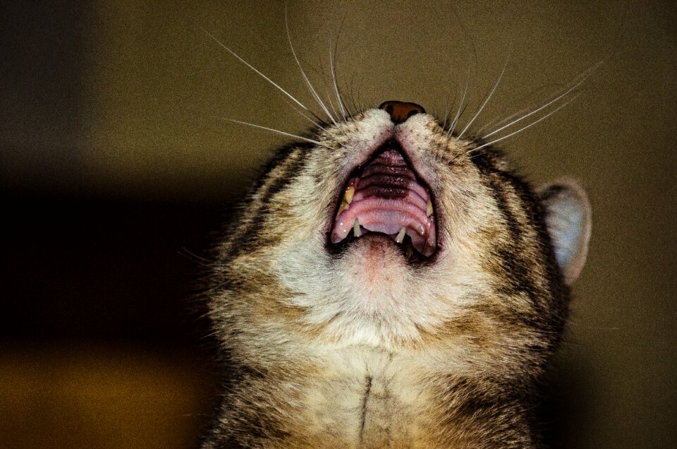 Fangs kitten charming