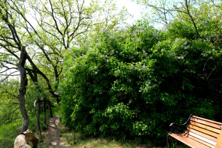NSG Großmachnower Weinberg 2021-05-11 32