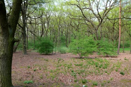 NSG Großmachnower Weinberg 2021-05-11 47