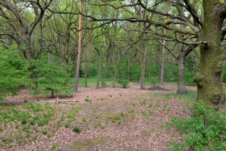NSG Großmachnower Weinberg 2021-05-11 46