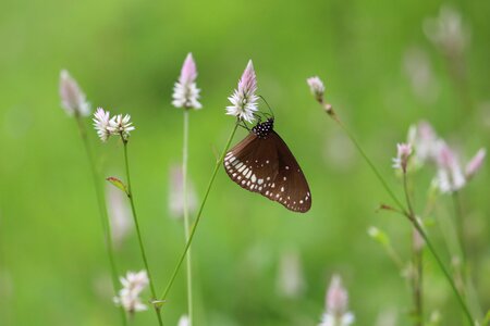 Animal natural garden