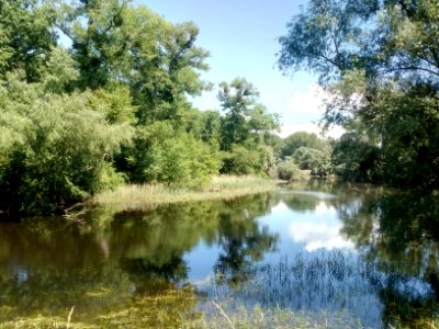 NSG Hördter Rheinaue, Altwasser Böllenkopf