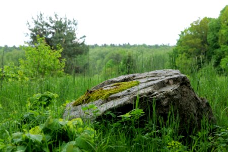 NSG Brüsenwalde 2021-05-29 53