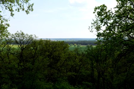 NSG Großmachnower Weinberg 2021-05-11 22