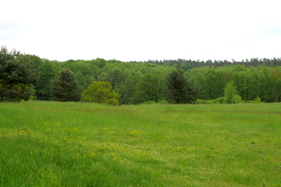 NSG Brüsenwalde 2021-05-29 33