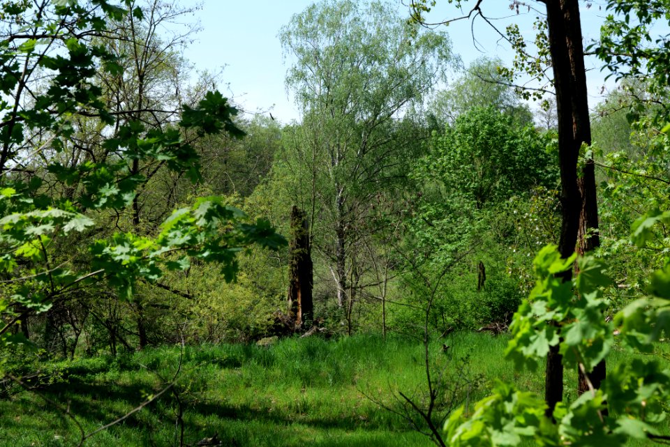 NSG Glasowbachniederung 2021-05-11 25