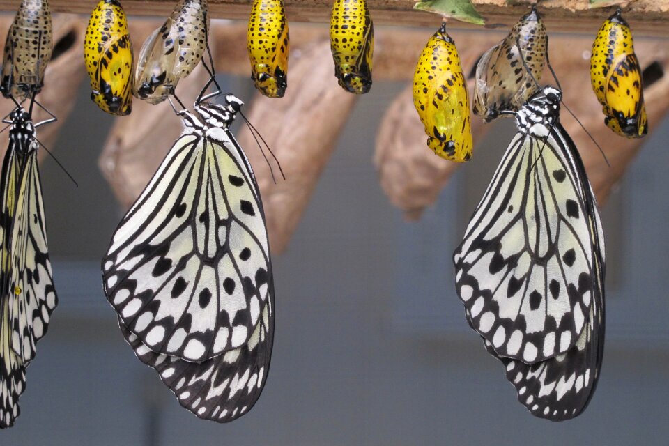 Butterflies islands canary islands