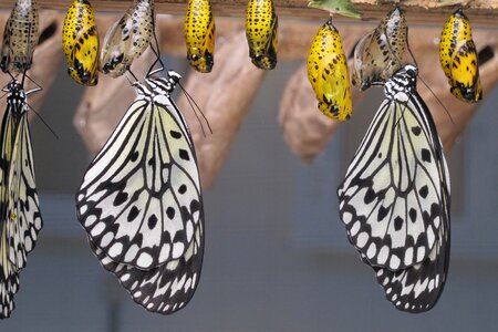 Butterflies islands canary islands