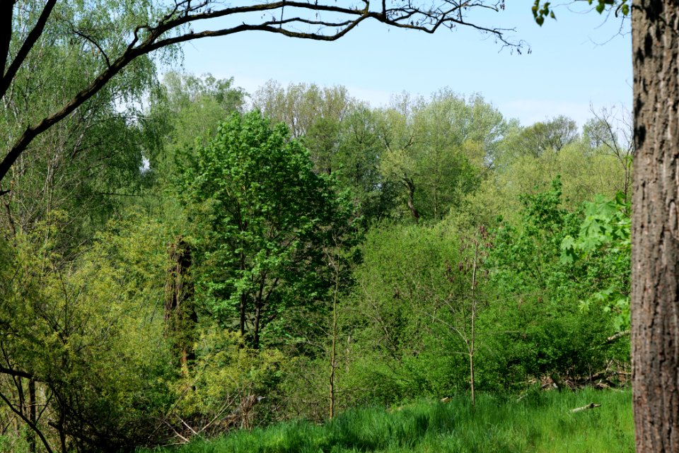 NSG Glasowbachniederung 2021-05-11 32