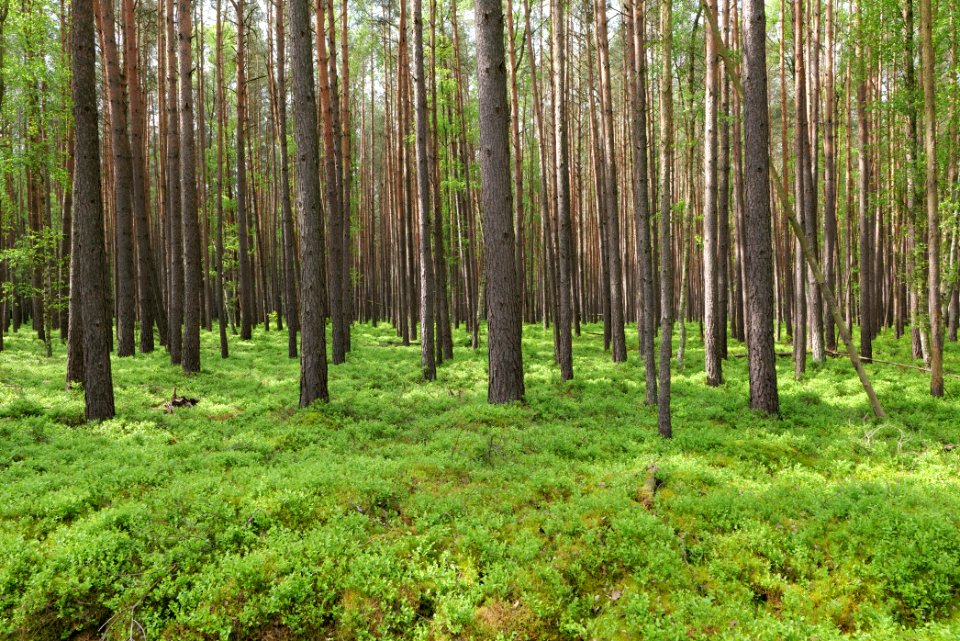 NSG Kleine Schorfheide 2021-05-29 11