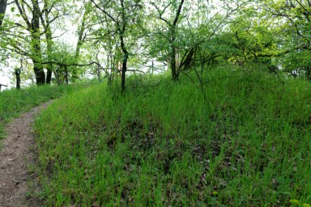 NSG Großmachnower Weinberg 2021-05-11 38