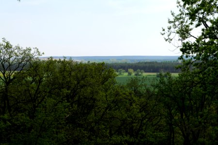 NSG Großmachnower Weinberg 2021-05-11 21