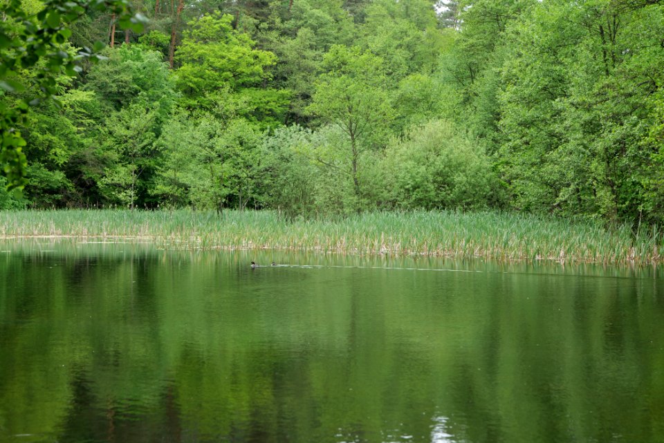 NSG Brüsenwalde 2021-05-29 63