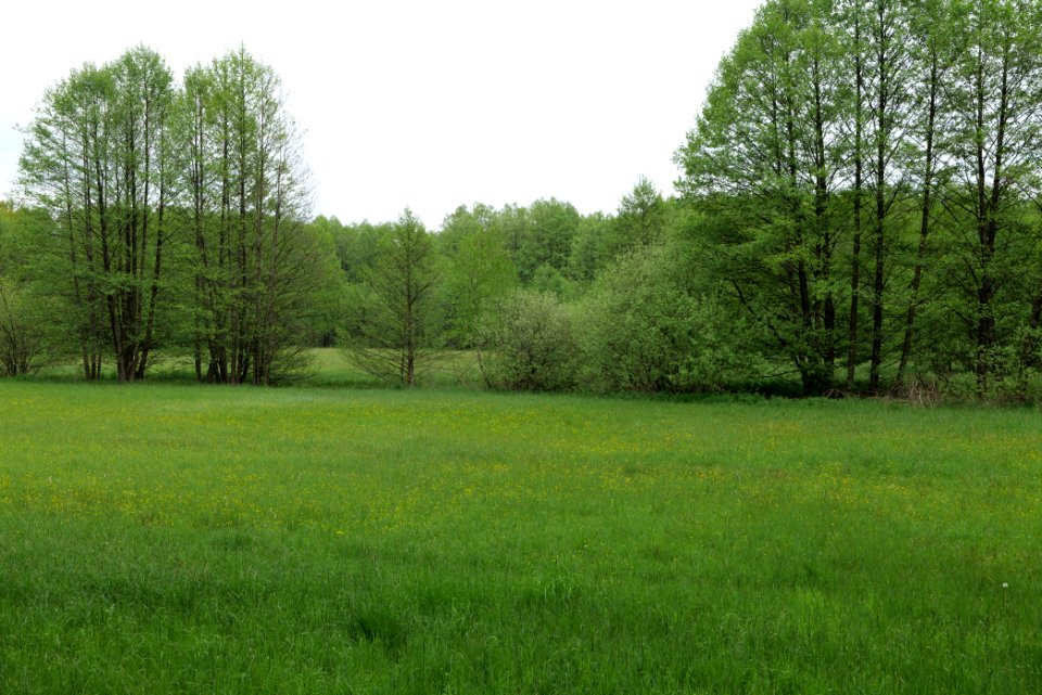 NSG Brüsenwalde 2021-05-29 23