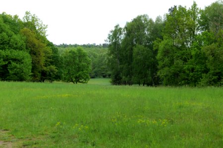 NSG Brüsenwalde 2021-05-29 37