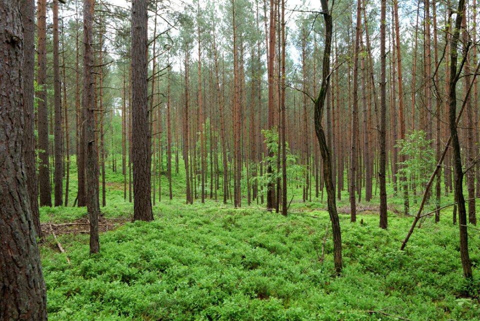 NSG Kleine Schorfheide 2021-05-29 117
