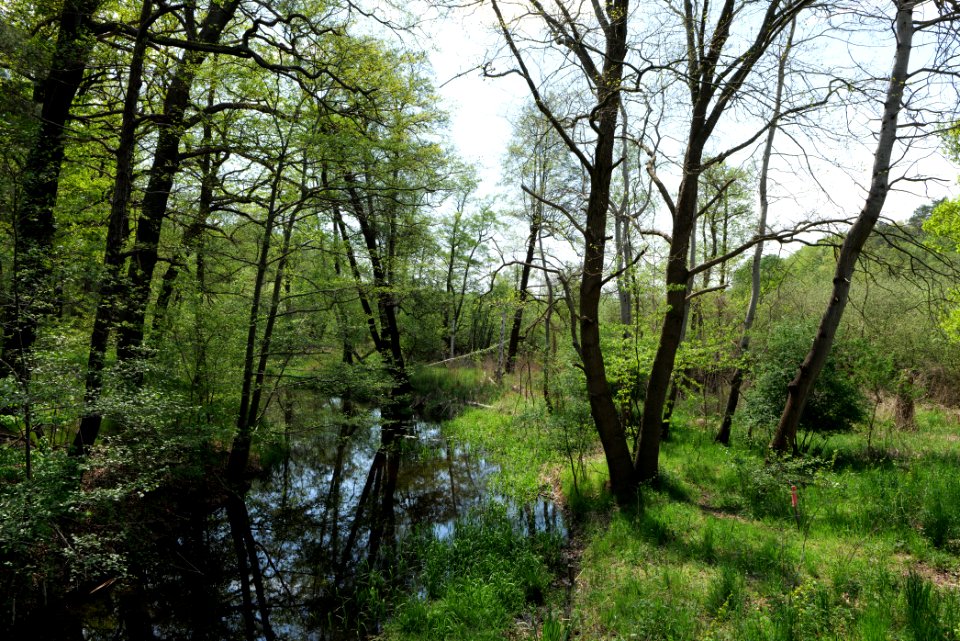 NSG Rangsdorfer See 2021-05-11 09