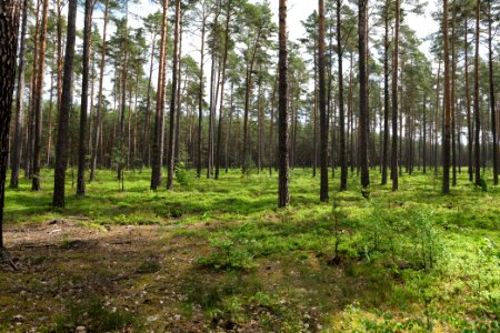 NSG Kleine Schorfheide 2021-05-29 01