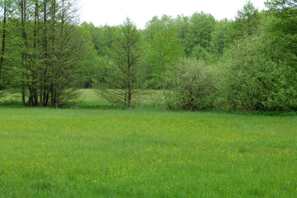 NSG Brüsenwalde 2021-05-29 25